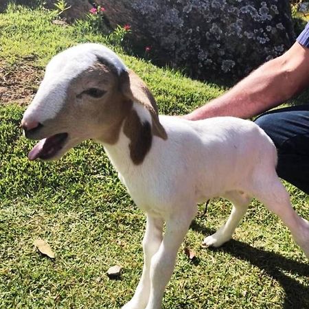 Sitio No Interior De Sp Para Curtir A Natureza Águas da Prata Eksteriør billede