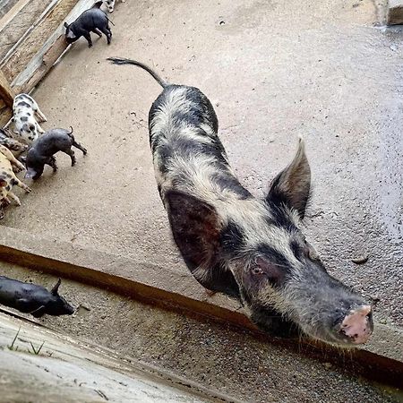 Sitio No Interior De Sp Para Curtir A Natureza Águas da Prata Eksteriør billede