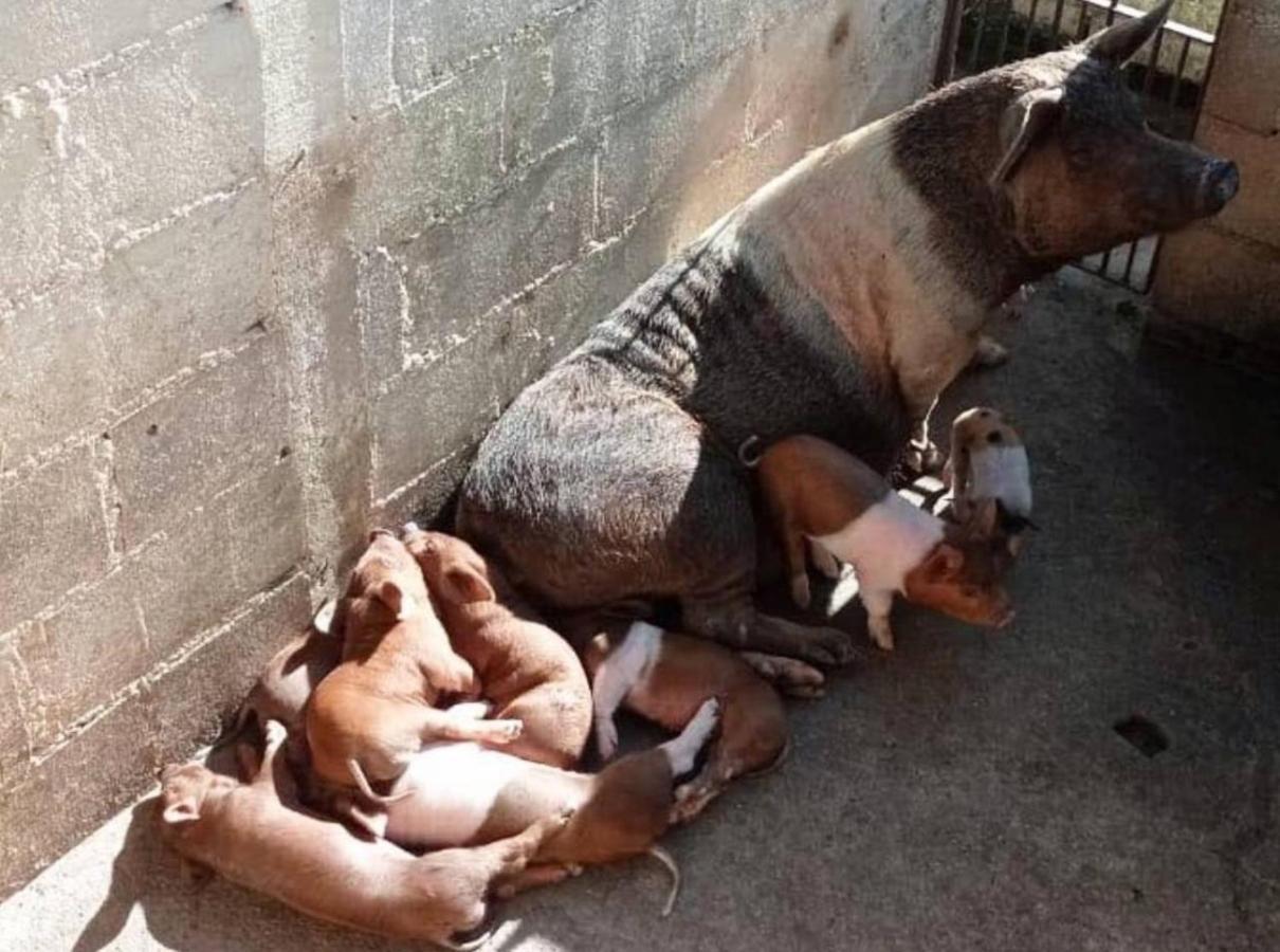 Sitio No Interior De Sp Para Curtir A Natureza Águas da Prata Eksteriør billede