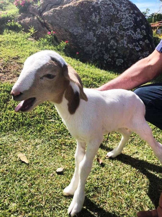 Sitio No Interior De Sp Para Curtir A Natureza Águas da Prata Eksteriør billede