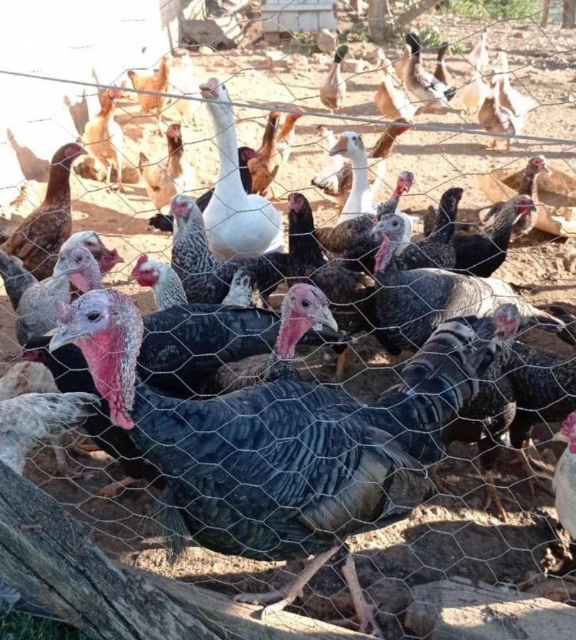 Sitio No Interior De Sp Para Curtir A Natureza Águas da Prata Eksteriør billede