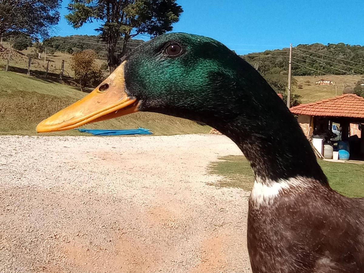 Sitio No Interior De Sp Para Curtir A Natureza Águas da Prata Eksteriør billede