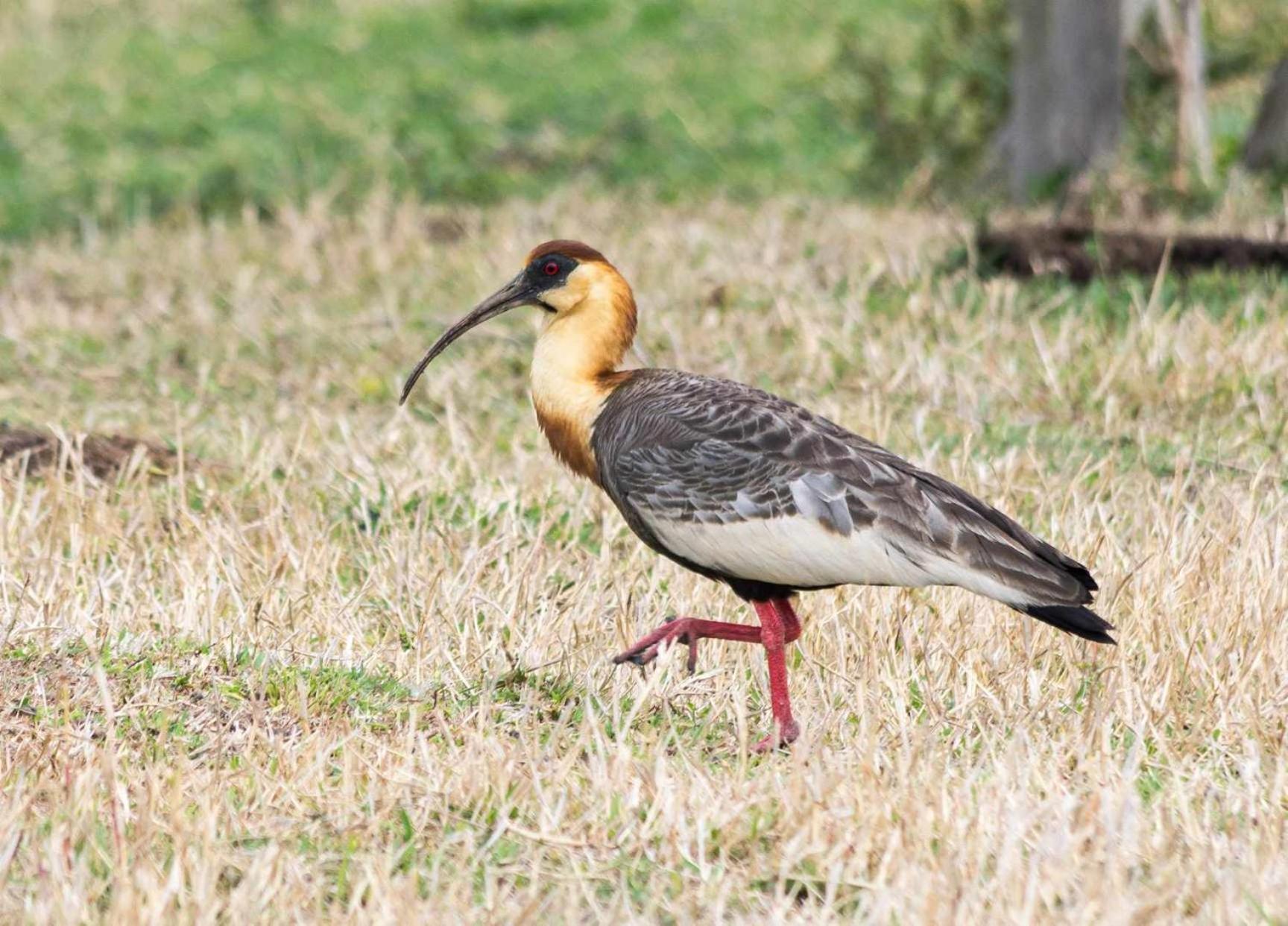 Sitio No Interior De Sp Para Curtir A Natureza Águas da Prata Eksteriør billede