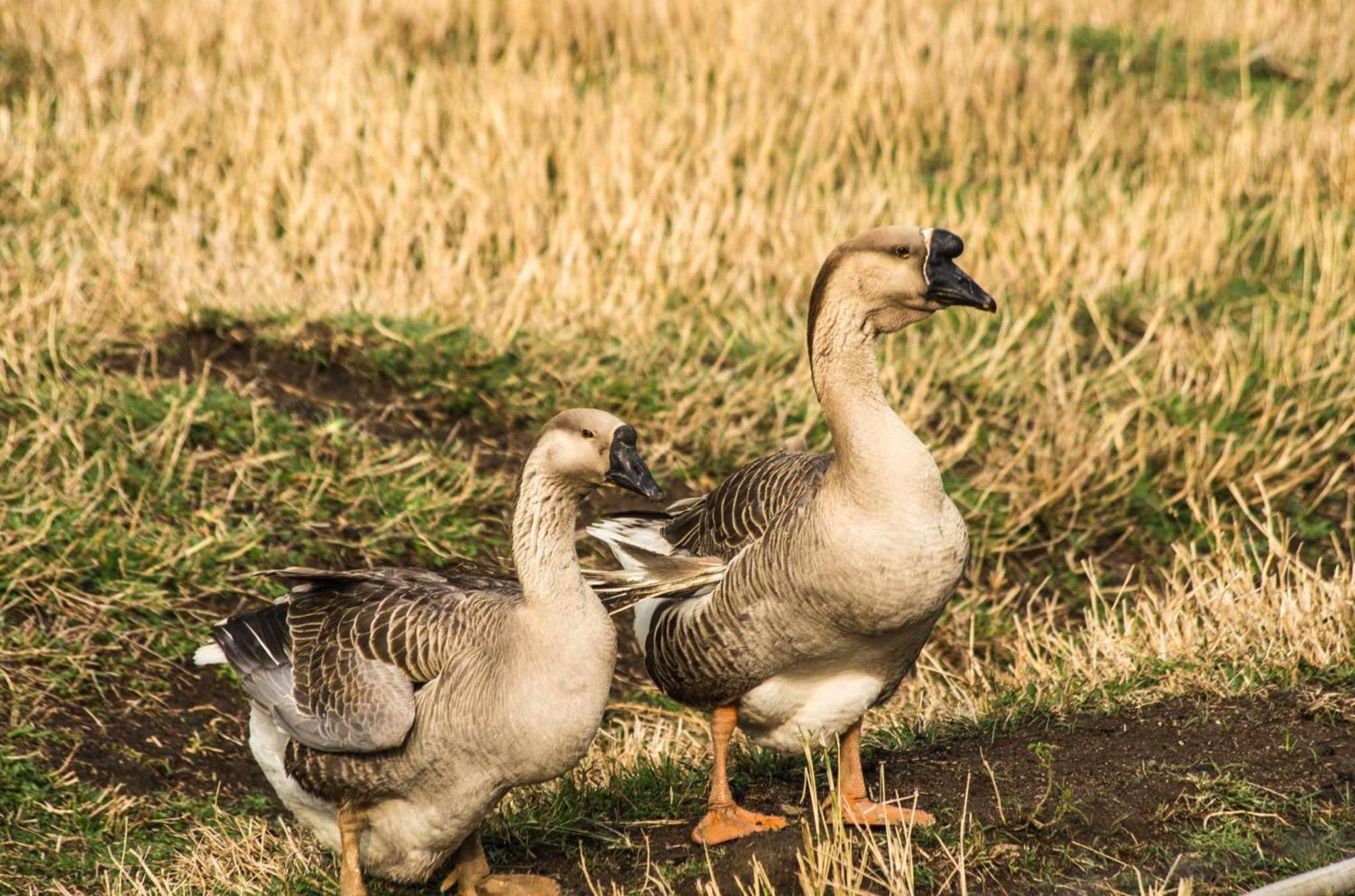 Sitio No Interior De Sp Para Curtir A Natureza Águas da Prata Eksteriør billede