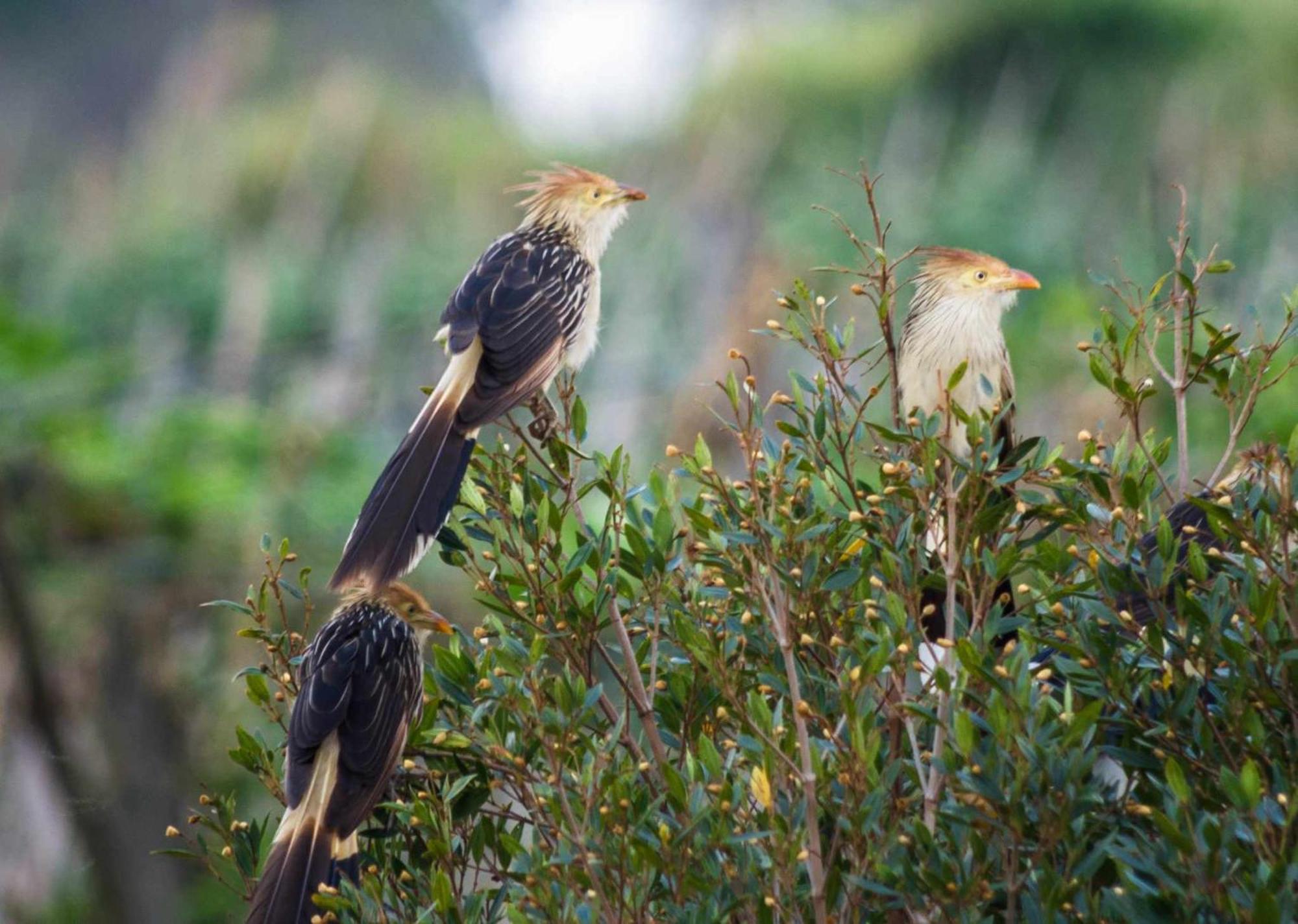 Sitio No Interior De Sp Para Curtir A Natureza Águas da Prata Eksteriør billede