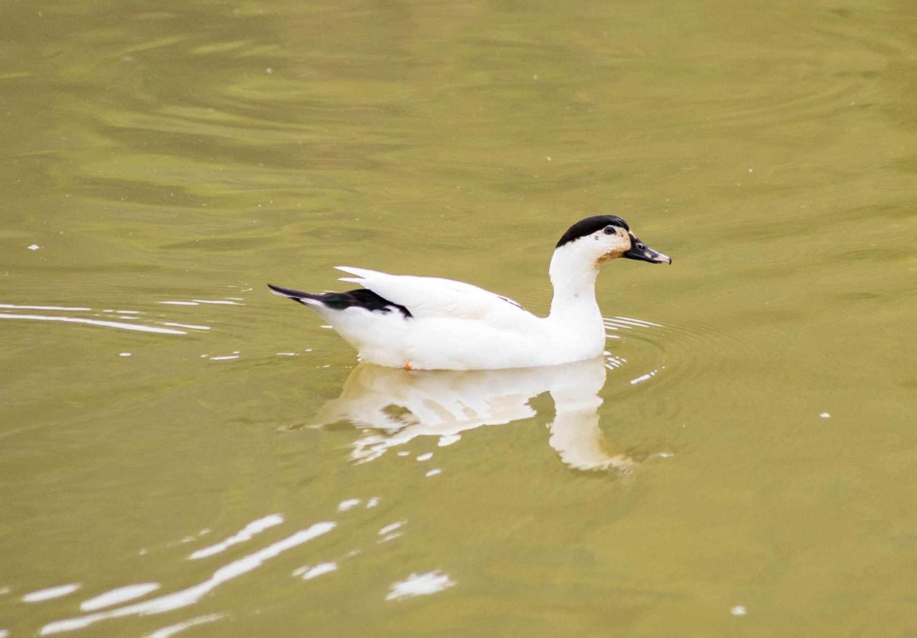 Sitio No Interior De Sp Para Curtir A Natureza Águas da Prata Eksteriør billede