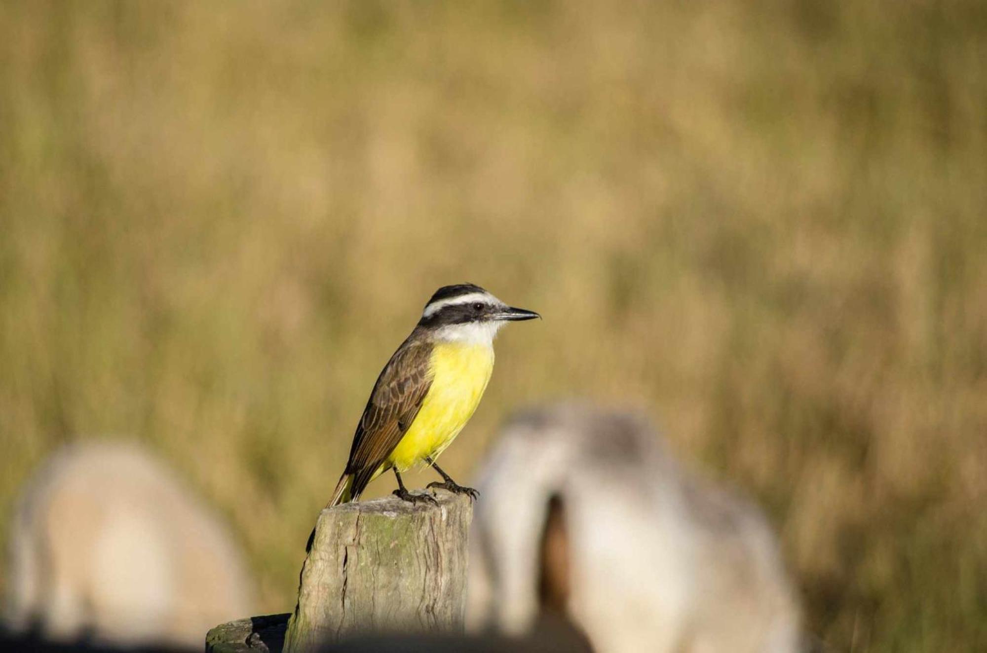 Sitio No Interior De Sp Para Curtir A Natureza Águas da Prata Eksteriør billede